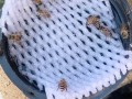 弱群蜜蜂要不要每天奖励喂养？