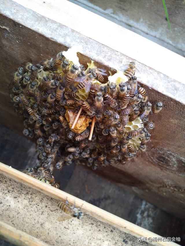弱群蜜蜂要不要每天奖励喂养？-第2张图片