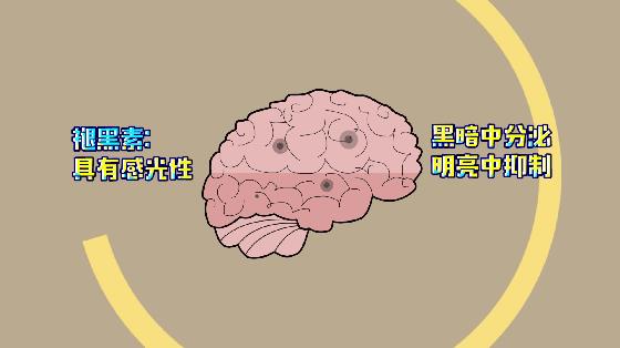 熬夜久了天天失眠，有没有什么助眠的方法？-第2张图片