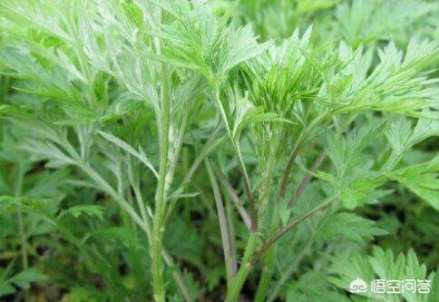 端午节插艾草，农村野外青蒿、白蒿、毛蒿和艾草傻傻分不清楚，怎么分辨出来呢？-第4张图片