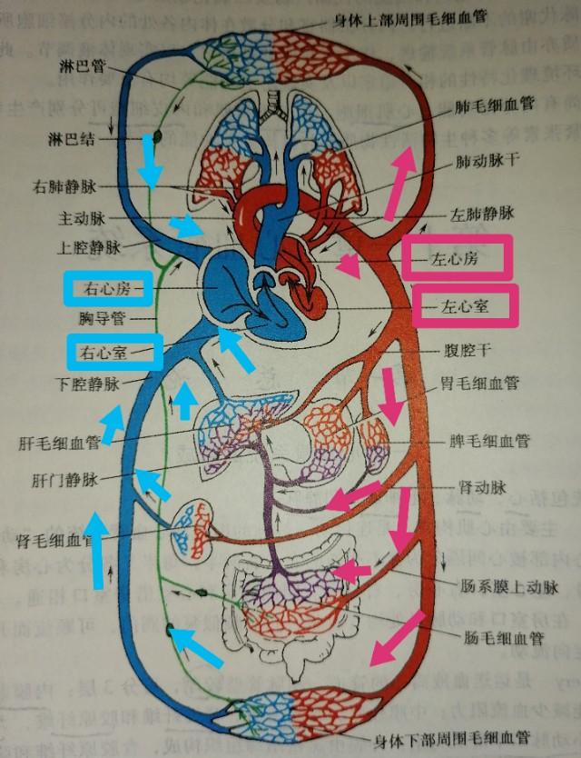 大家可以看到,血随着动脉(如图:红色动脉管)往我们周围重要的器官和