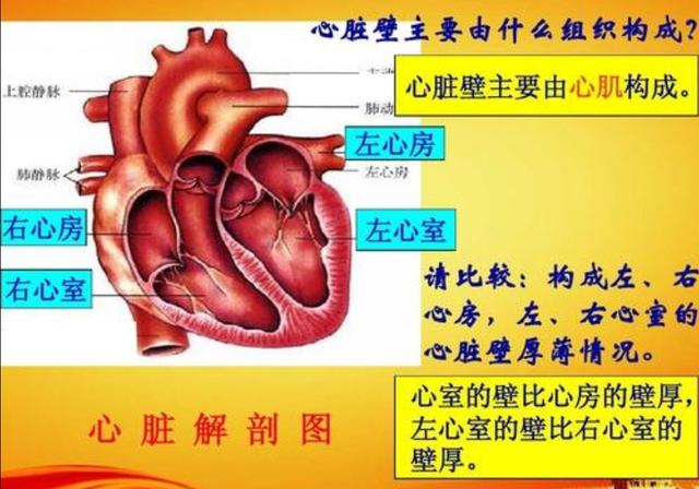 什么叫“窦性心律”？会影响身体吗？-第3张图片