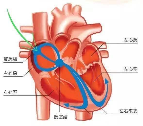 什么叫“窦性心律”？会影响身体吗？-第7张图片