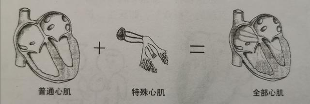 什么叫“窦性心律”？会影响身体吗？-第5张图片