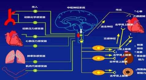 什么叫“窦性心律”？会影响身体吗？-第9张图片