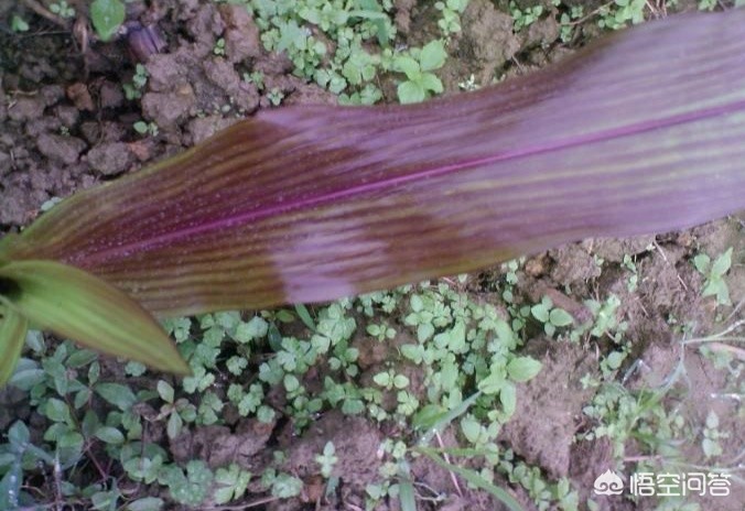 玉米出现紫红苗，对玉米后期生长有影响吗？-第1张图片